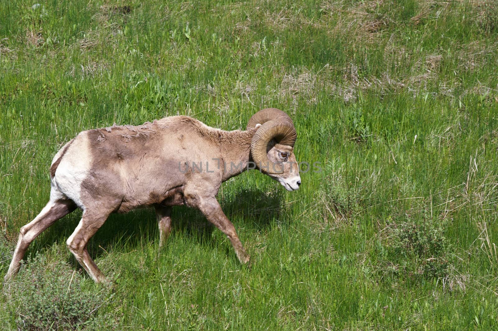 Bighorn Sheep grazes in meadow in Yellowstone Park USA