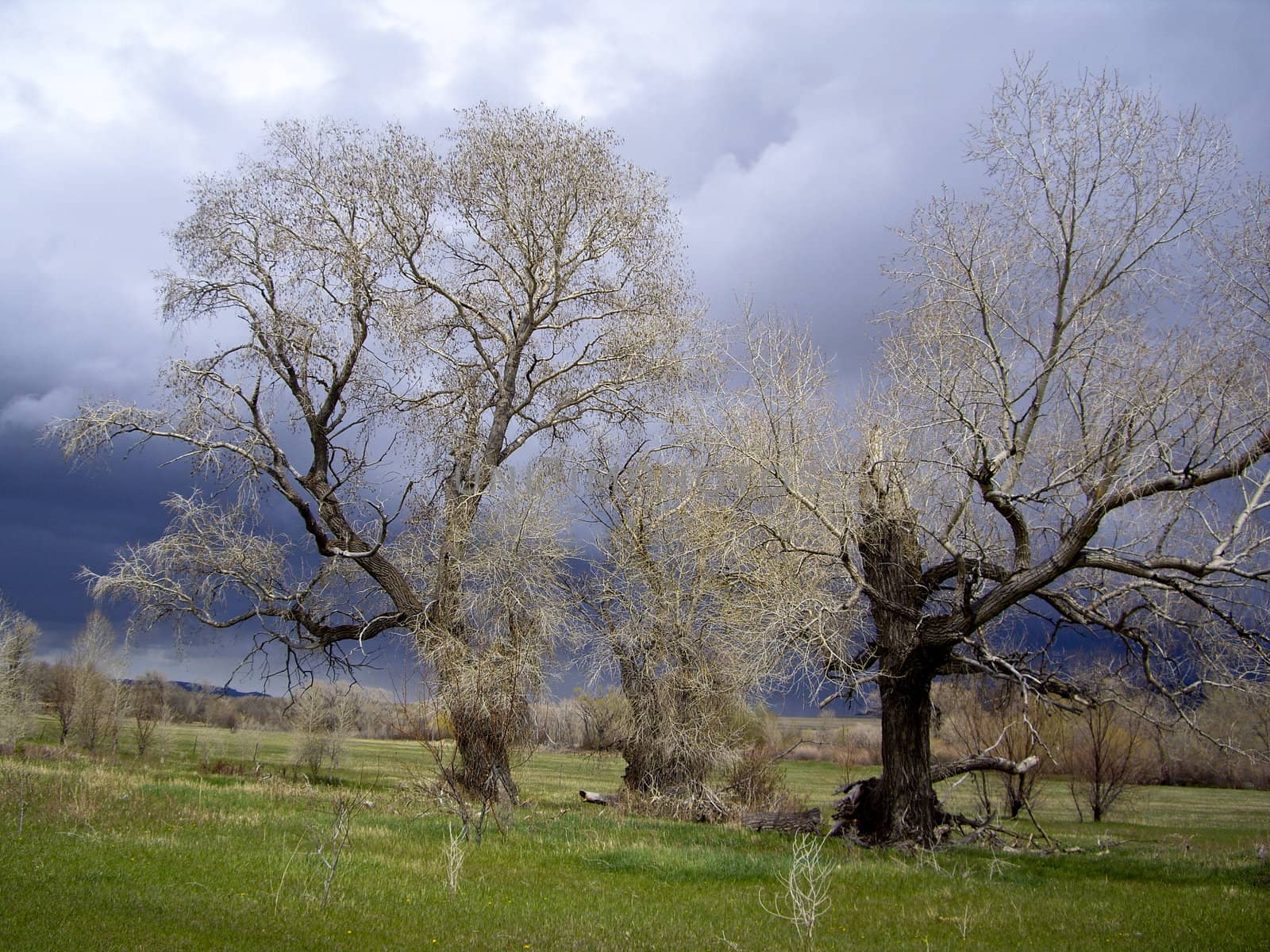 Storms claers over trees in Montana filed