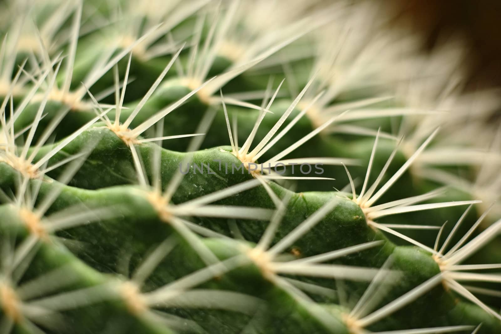 cactus close up