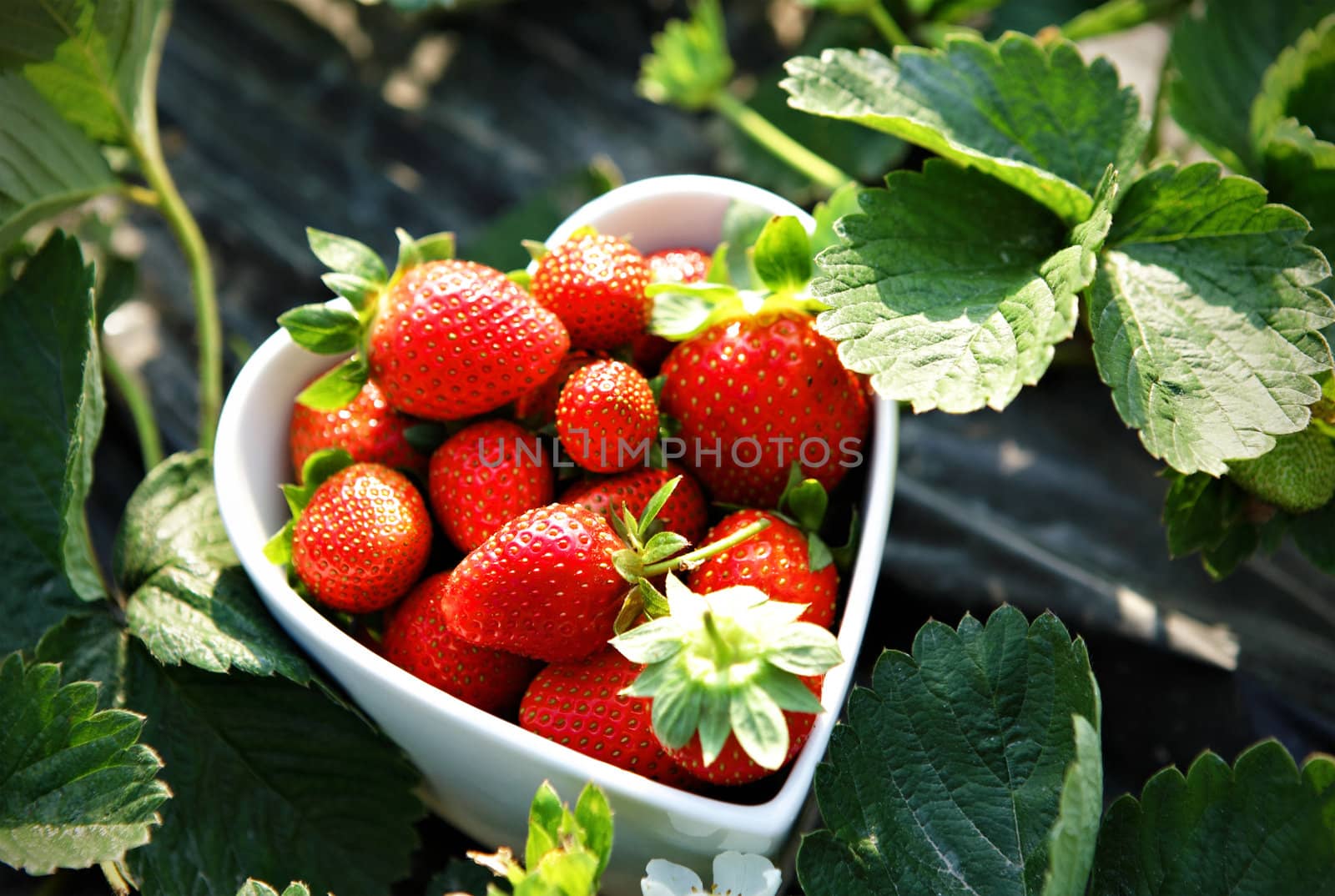 Fresh picked strawberries in heart shape bowl