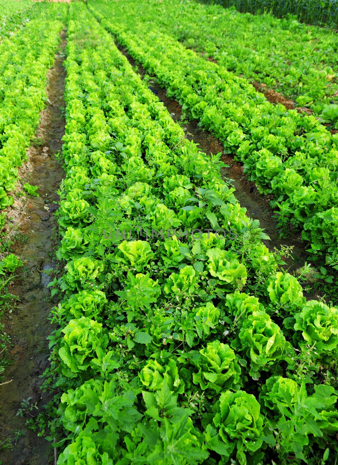 Cultivated land
