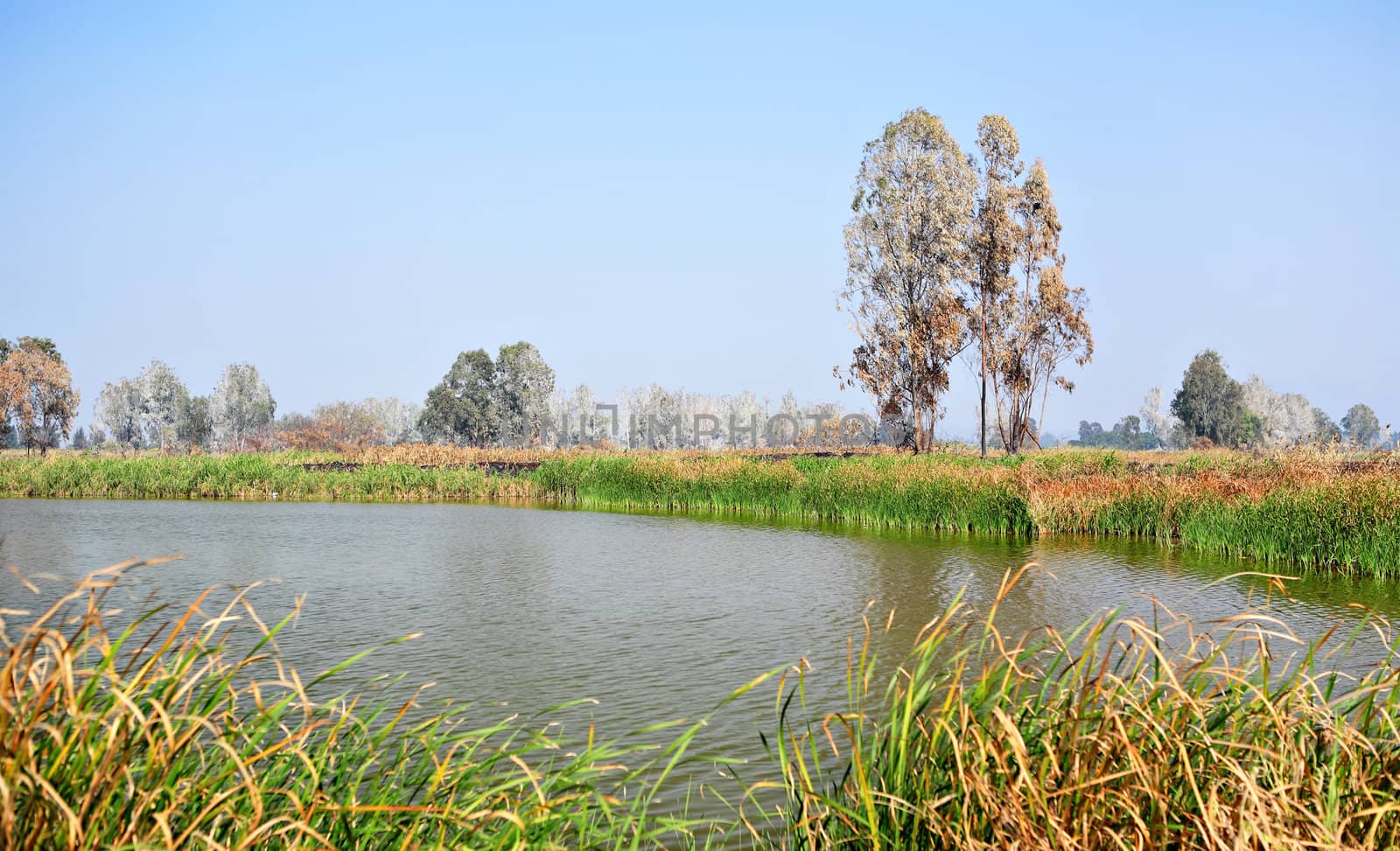 Wetland