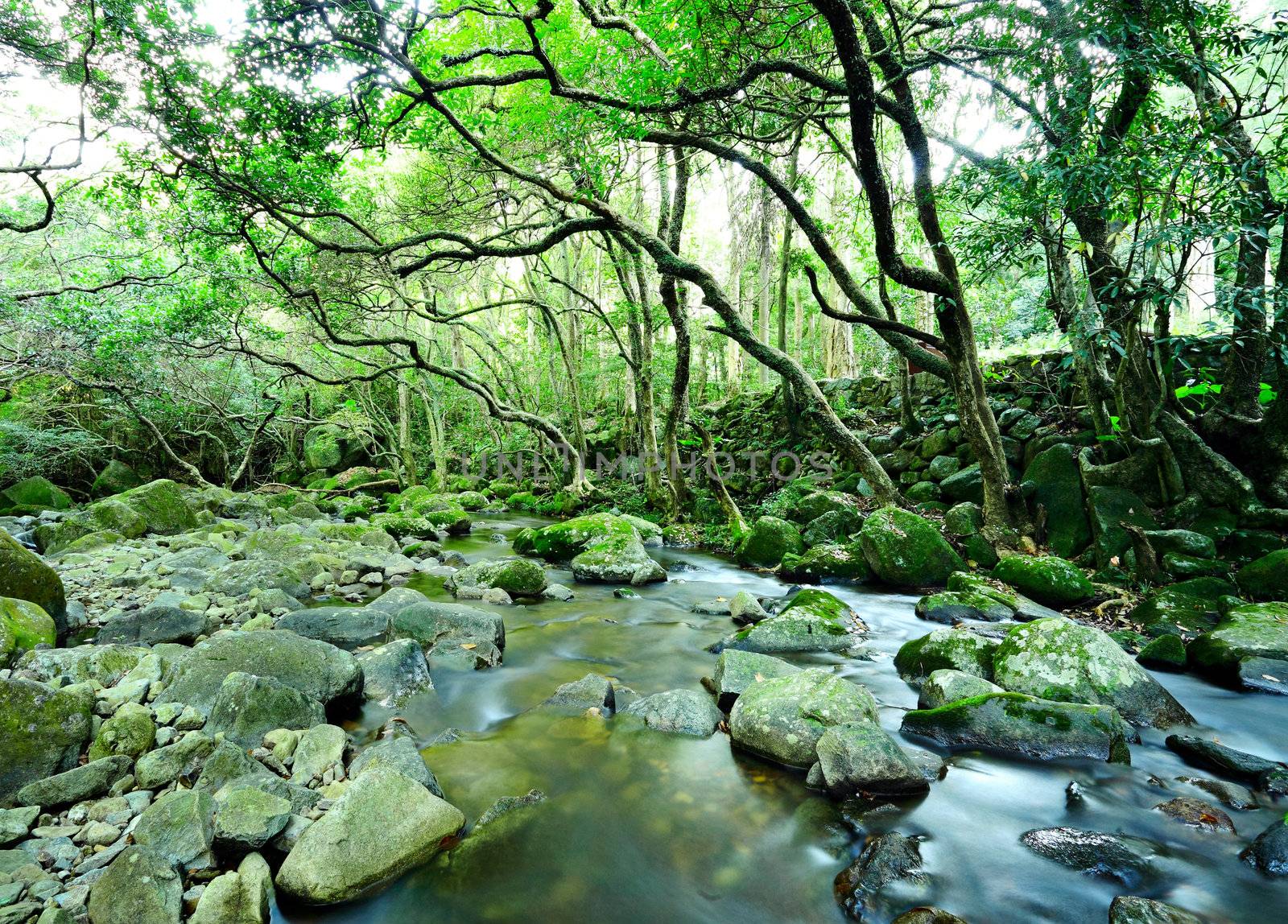 water spring in forest