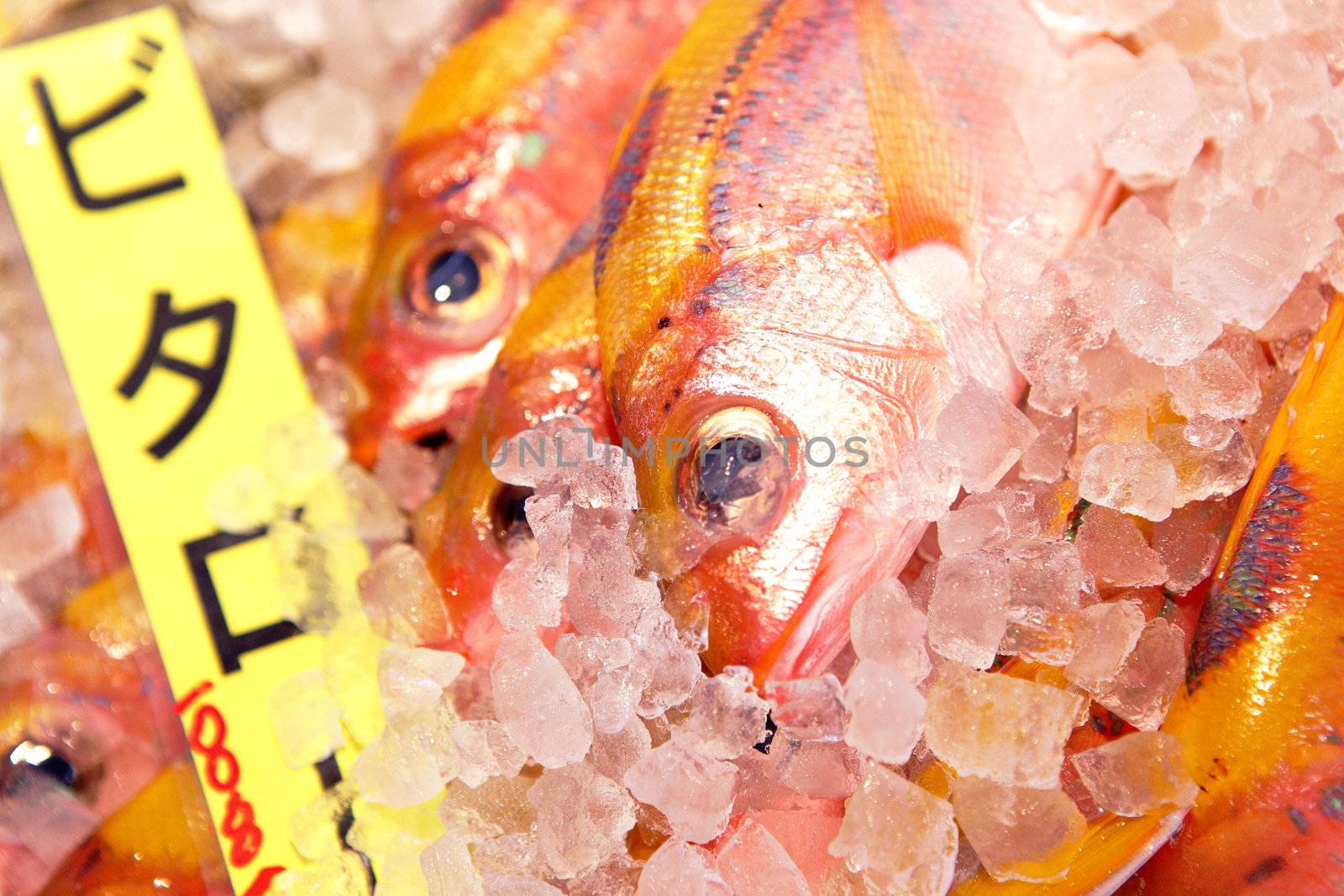 fish for sale
