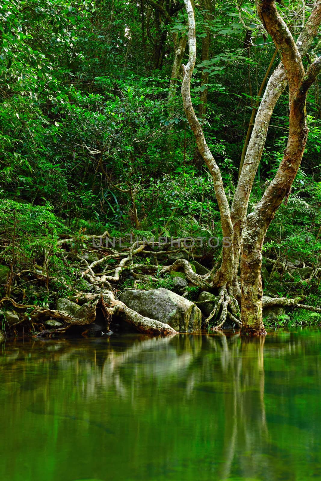 water in forest