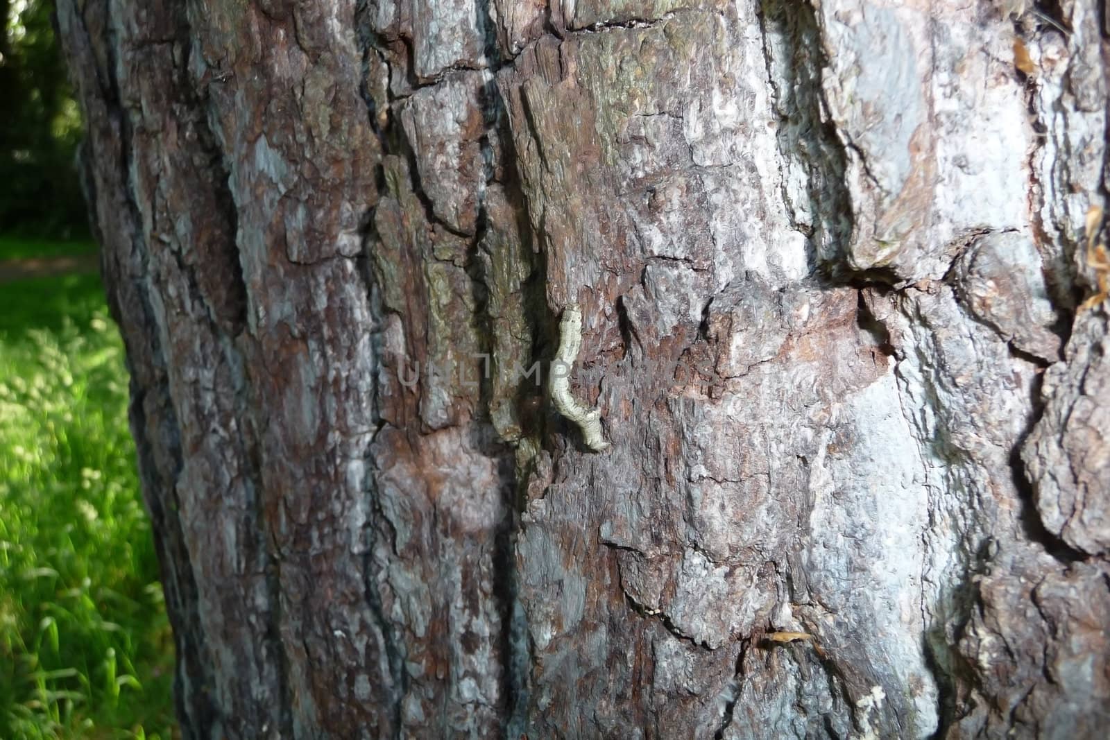 A Caterpillar that is climbing up some bark.
