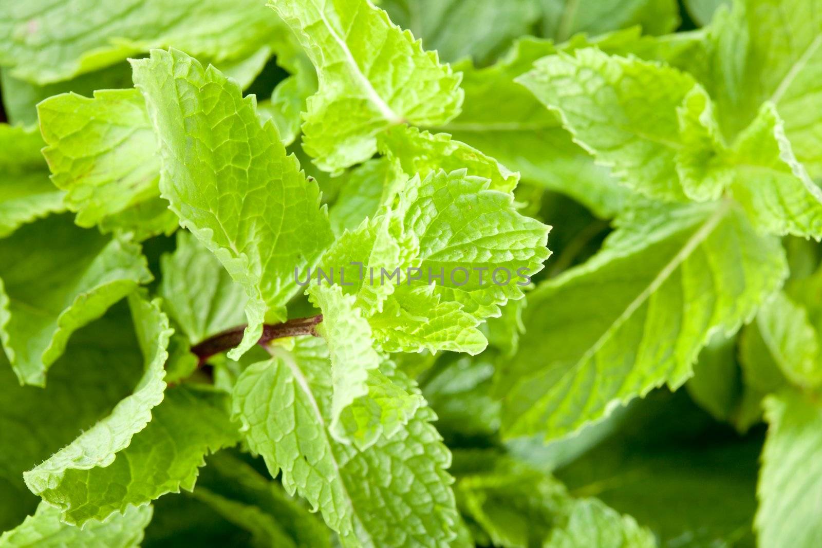 Mint leaves close up. Picture of freshness, youth and brightness, and taste