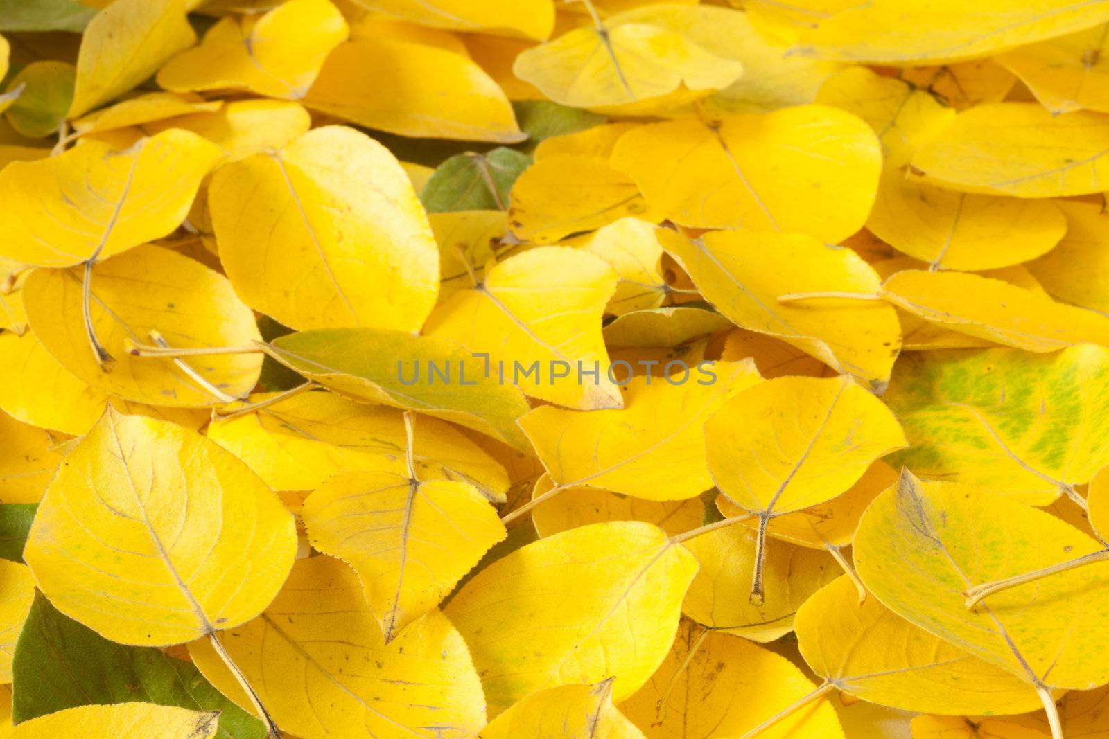 Yellow fallen leaves close up. Vivid symbol of autumn