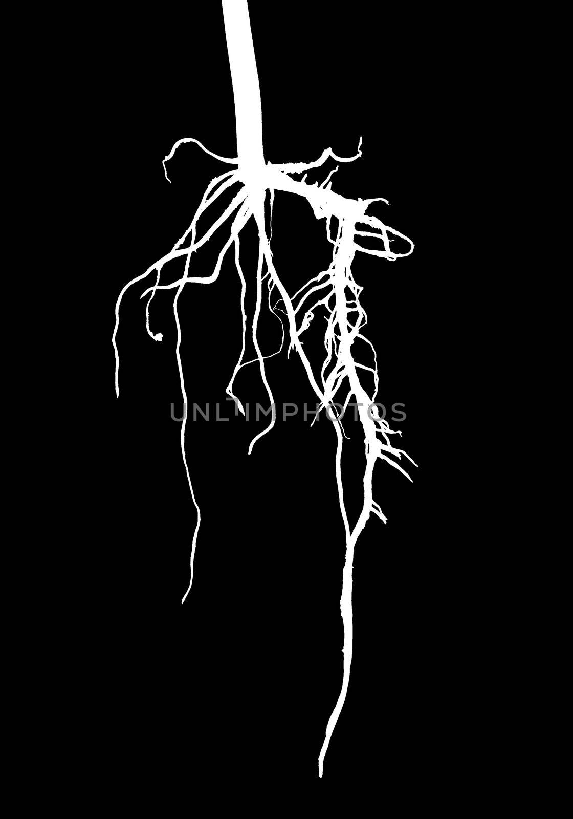 White big roots, isolated on black background