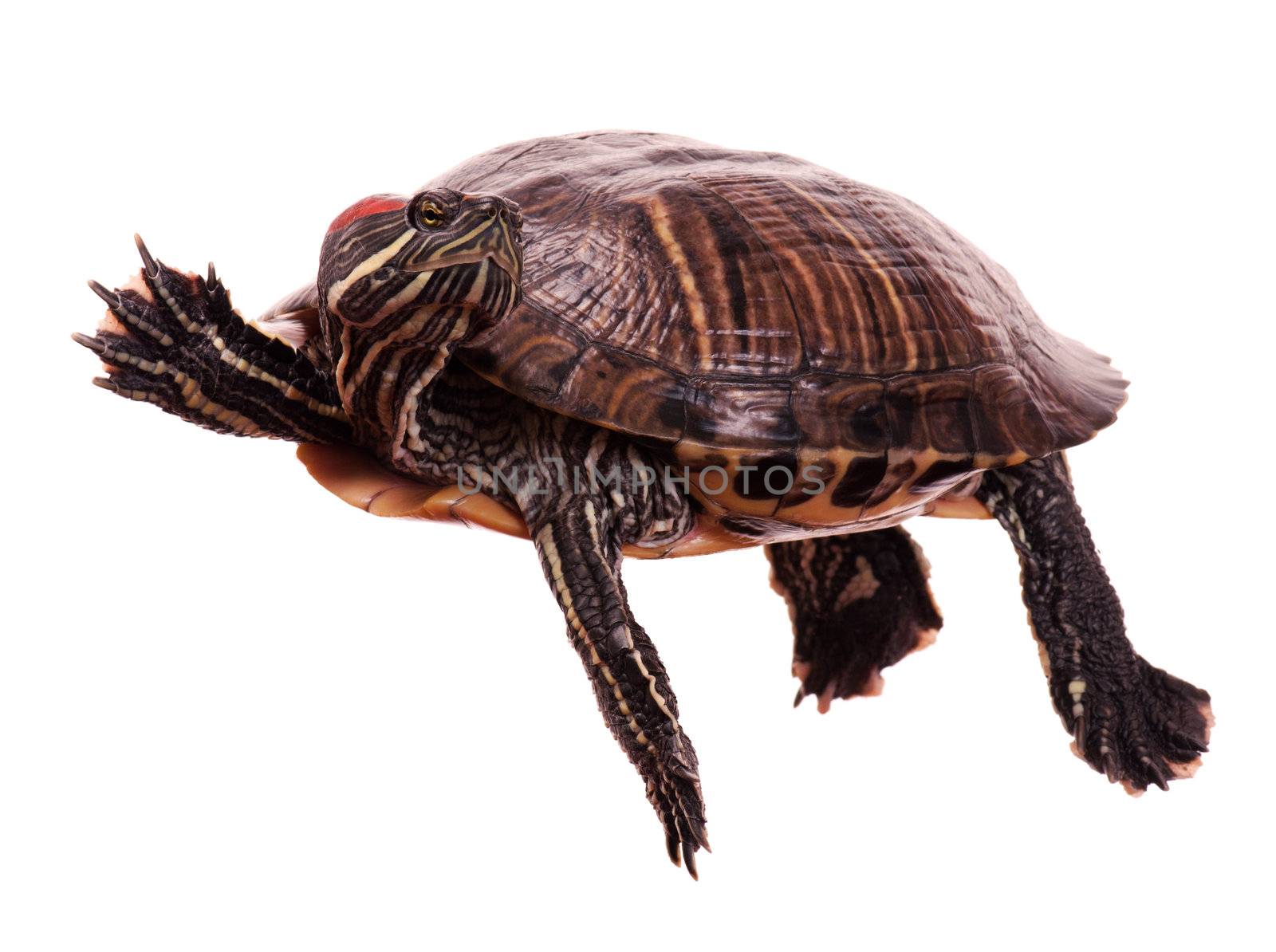 Beautiful big turtle isolated on white background