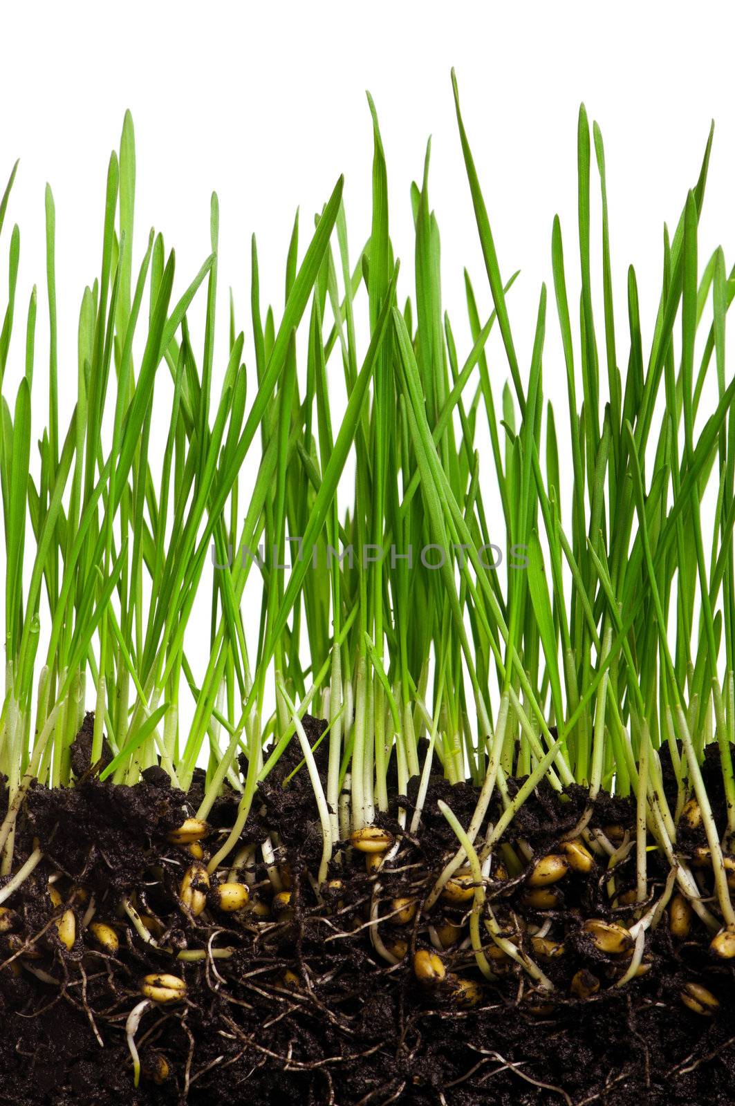 Fresh green wheat grass isolated on white background