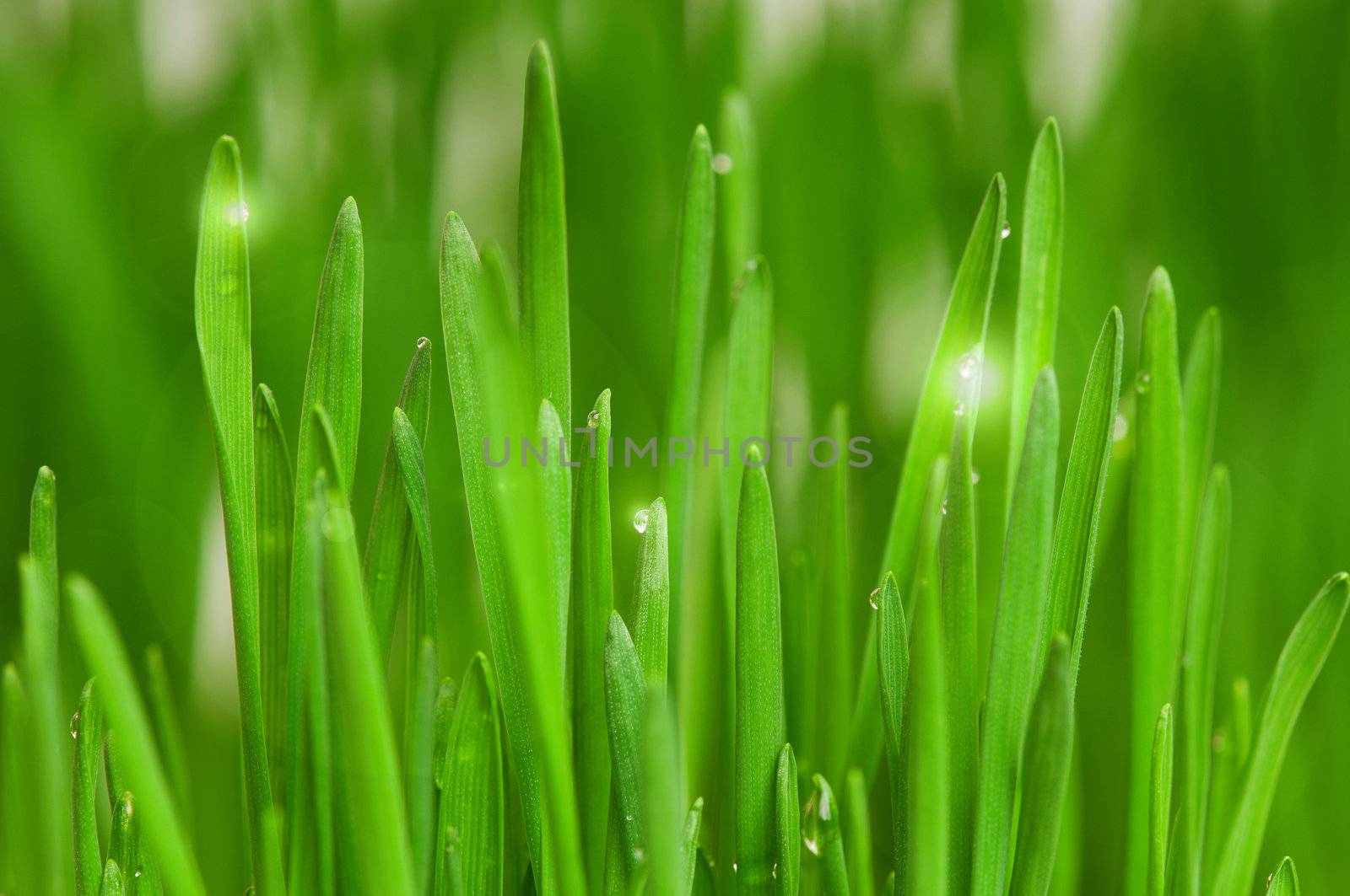 Fresh green wheat grass with drops dew