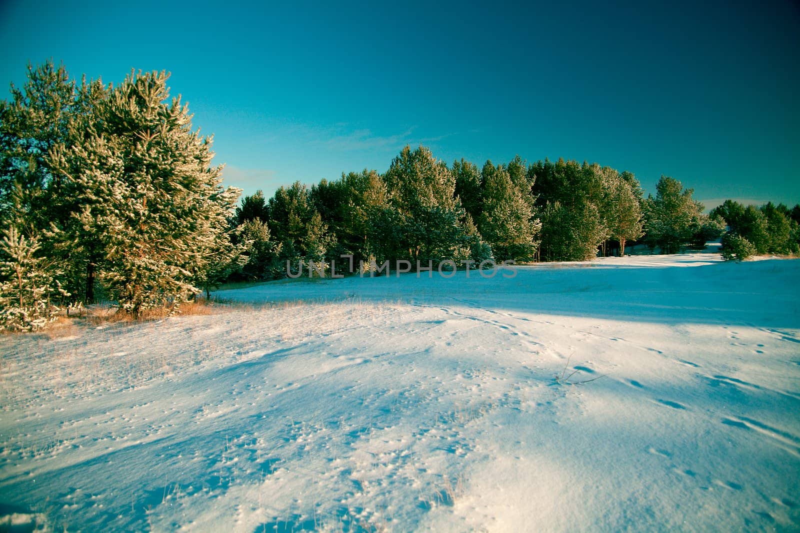 Winter landscape: the woods covered with snow and drifts, the clear sky.