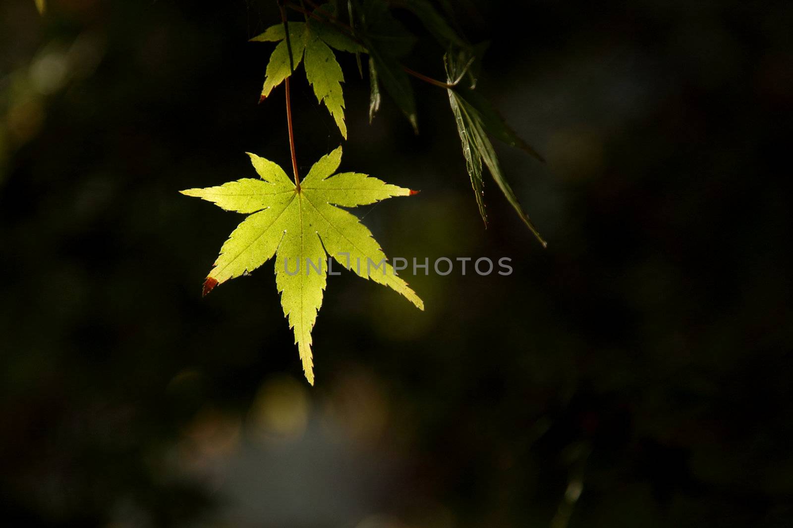 Green leaf by pulen