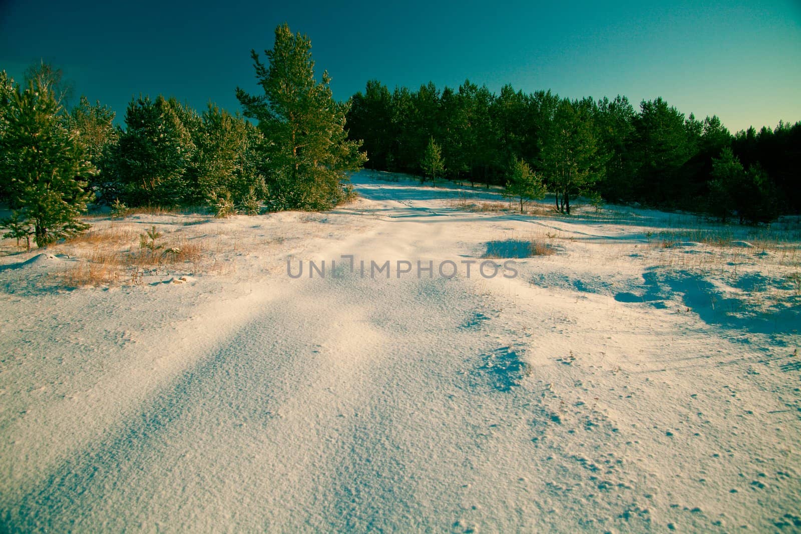 Winter landscape: the woods covered with snow and drifts, the clear sky.