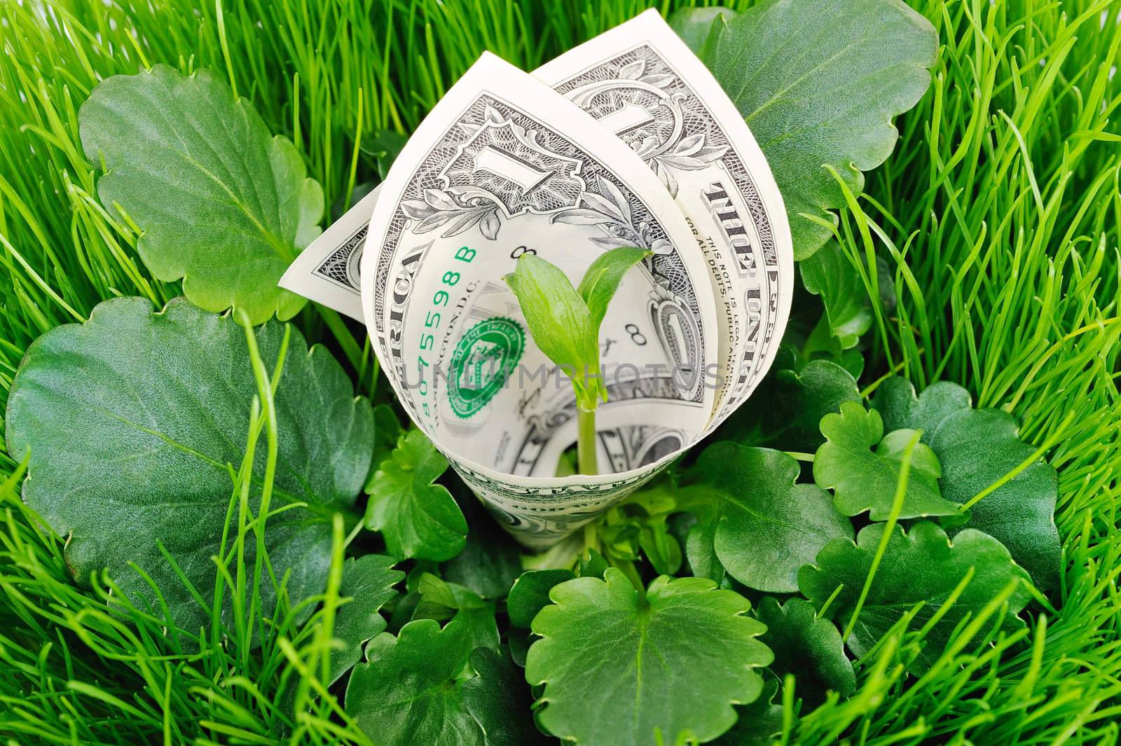 The banknote between the leaves of green grass