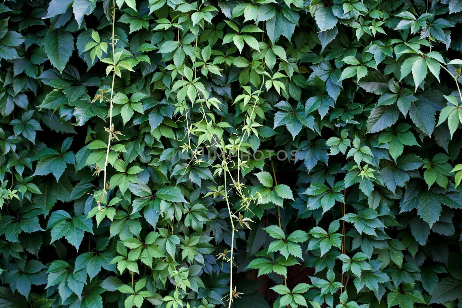 Green wall background. A lot of leaves.