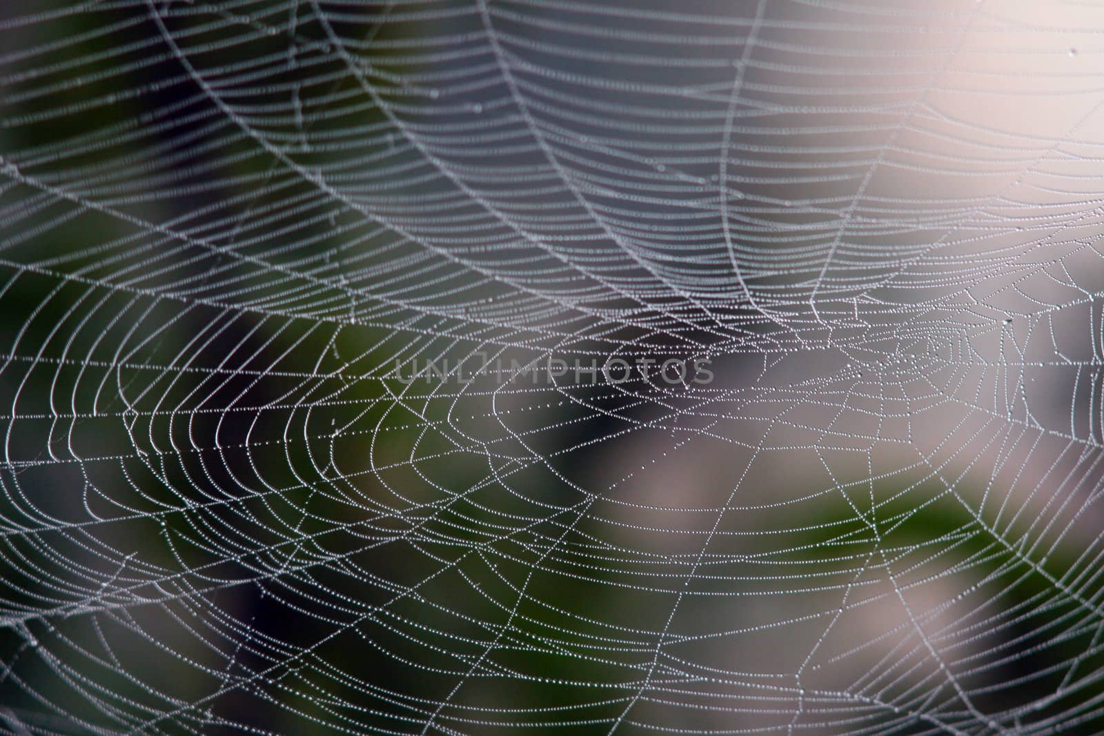 Closeup of spider web with dew drops