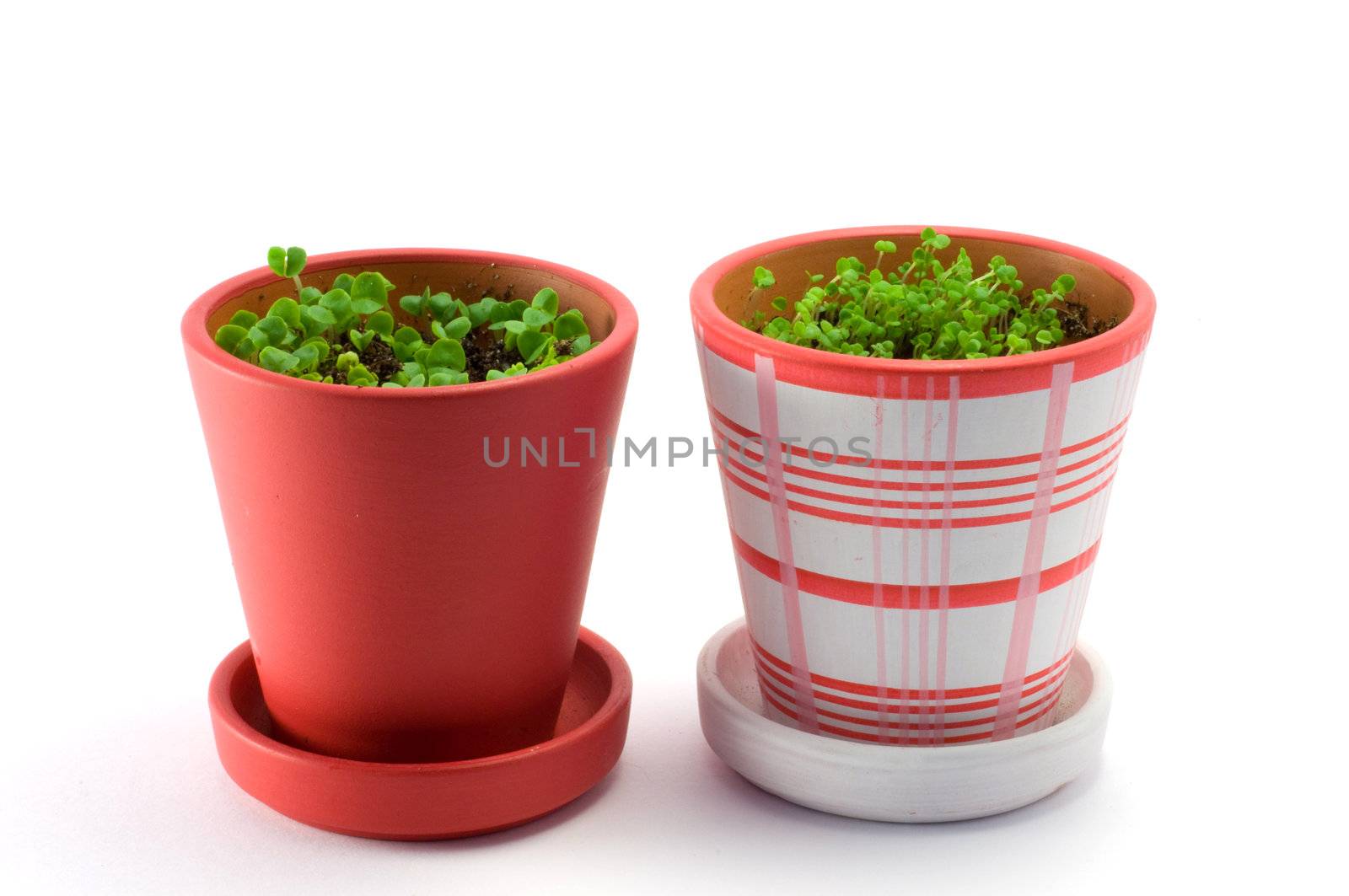 Two colored flower pots  isolated over white
