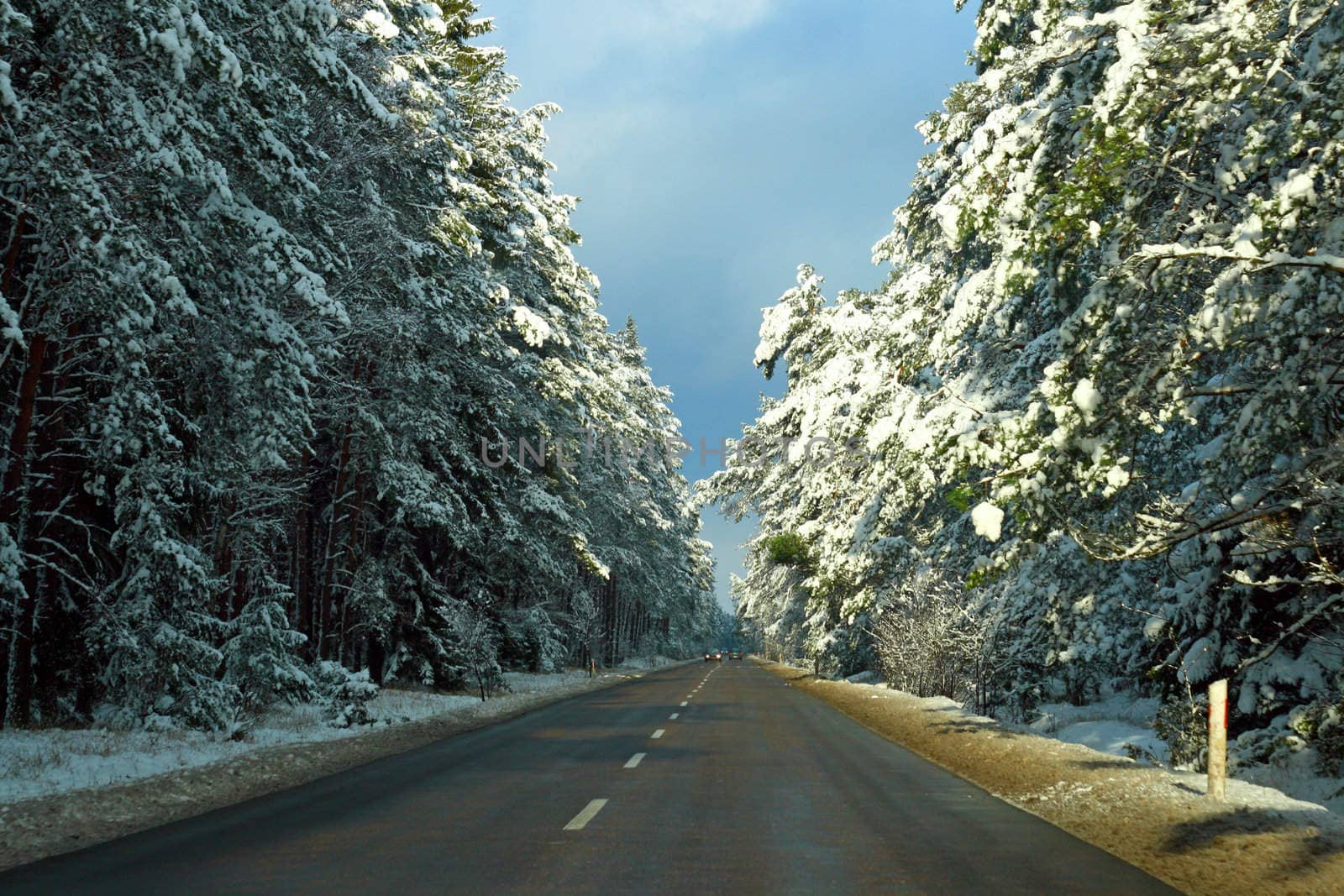 Road in winter with pines covered by snow