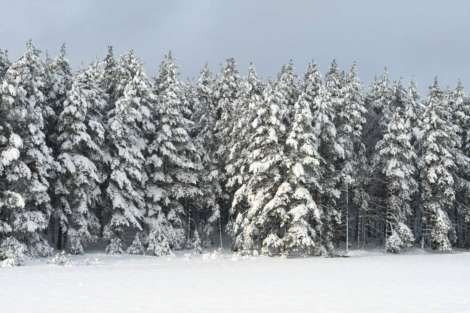 Group of pines covered by the snow