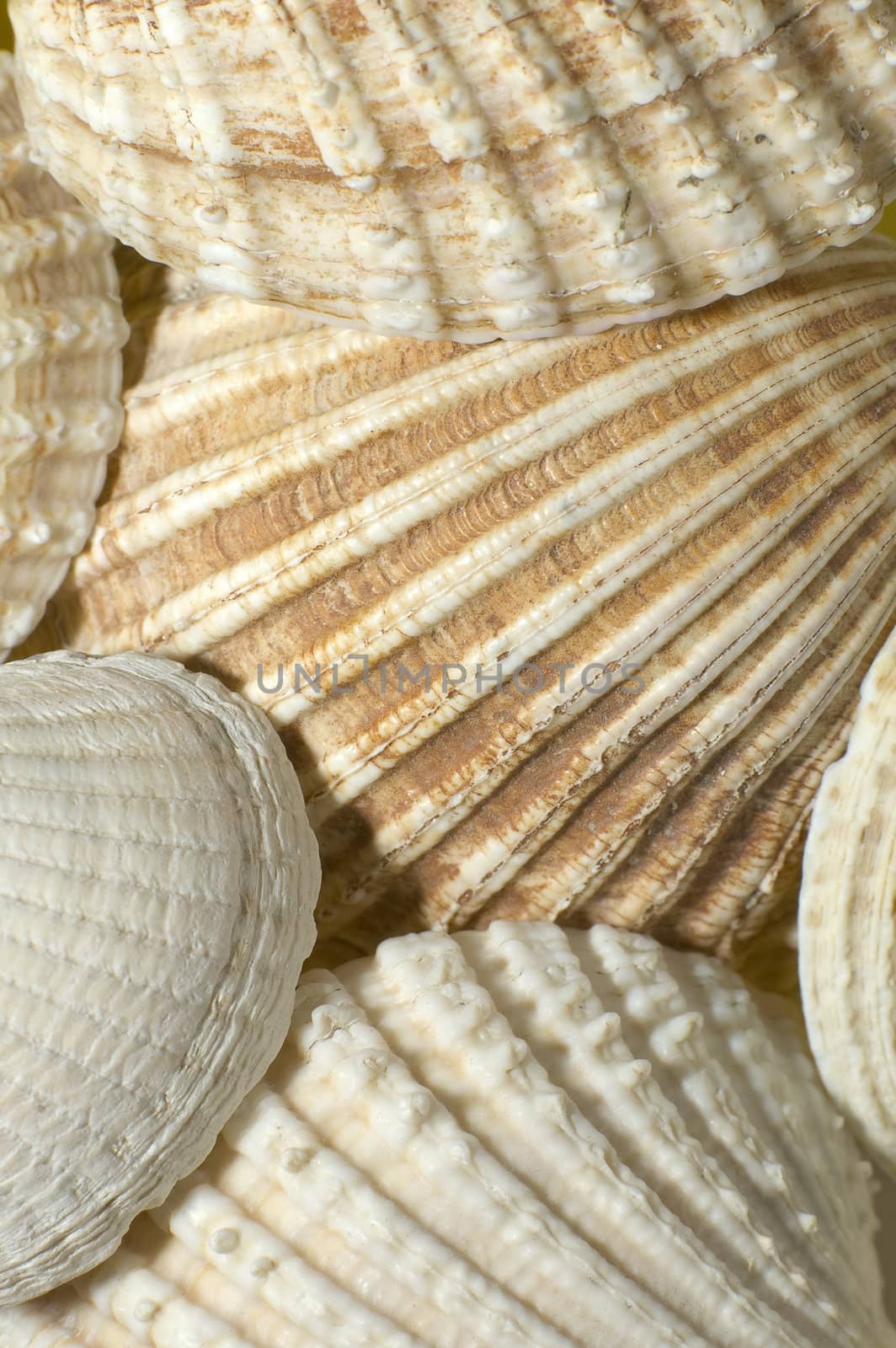 several sea mussels detail photo