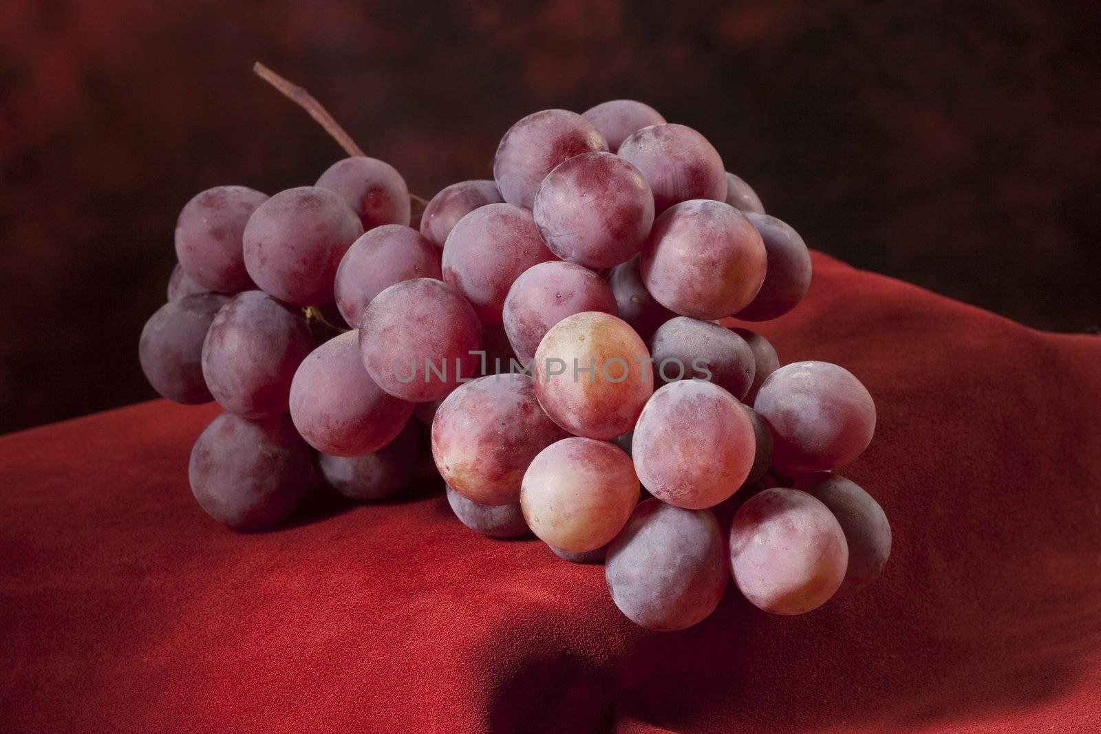 Branch of red grapes