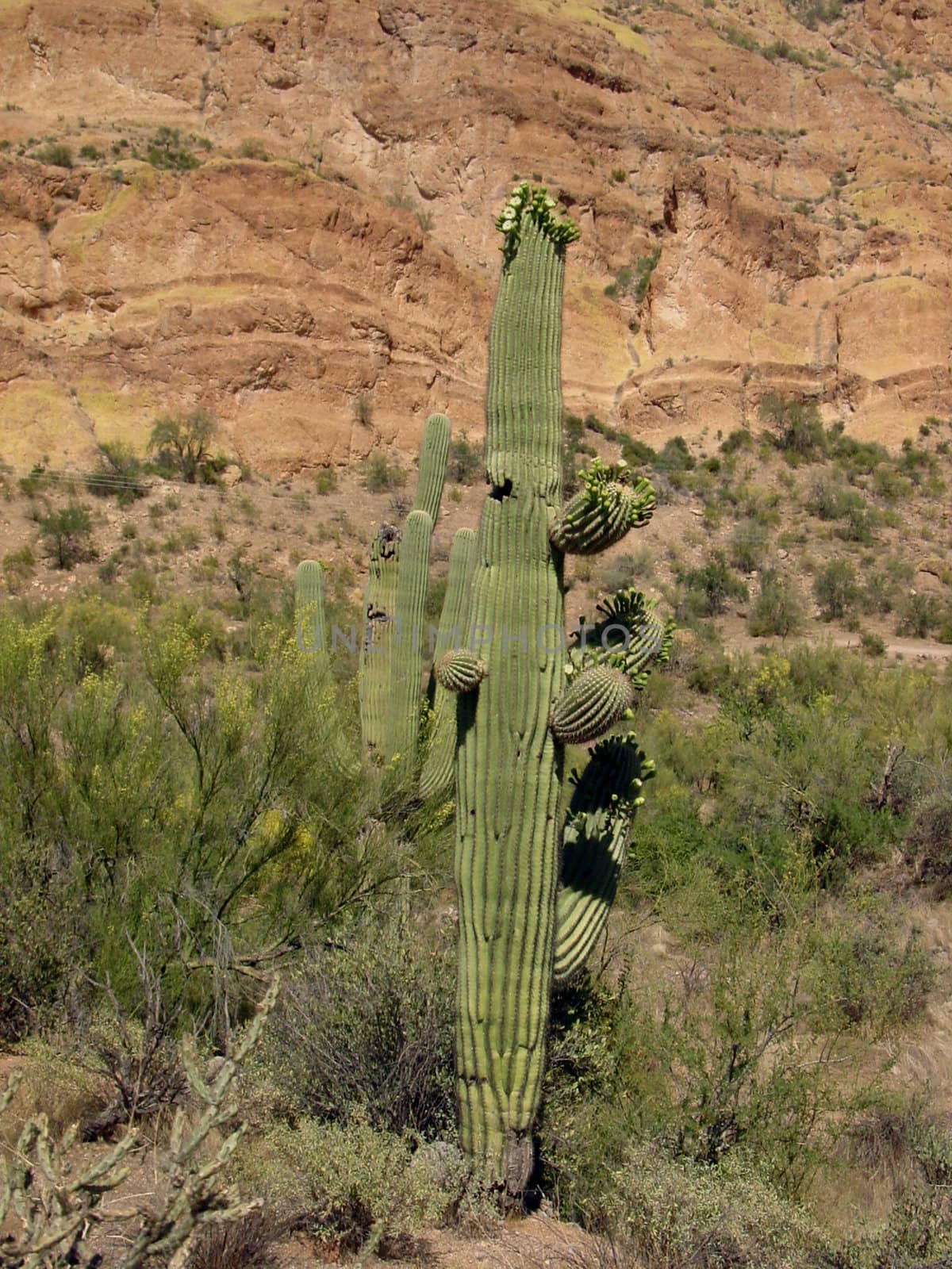 This is a picture of a cactus plant in the dry Arizona desert.
