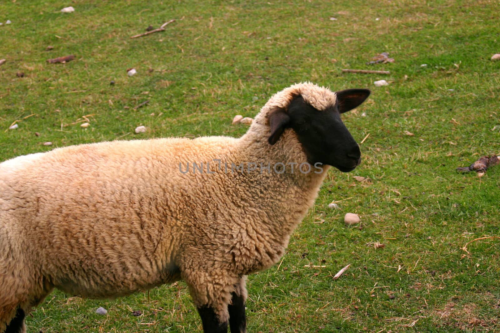 This is a picture of a black faced sheep in a farmers’ grazing field waiting for you to drift off to sleep so that you can count on him. 