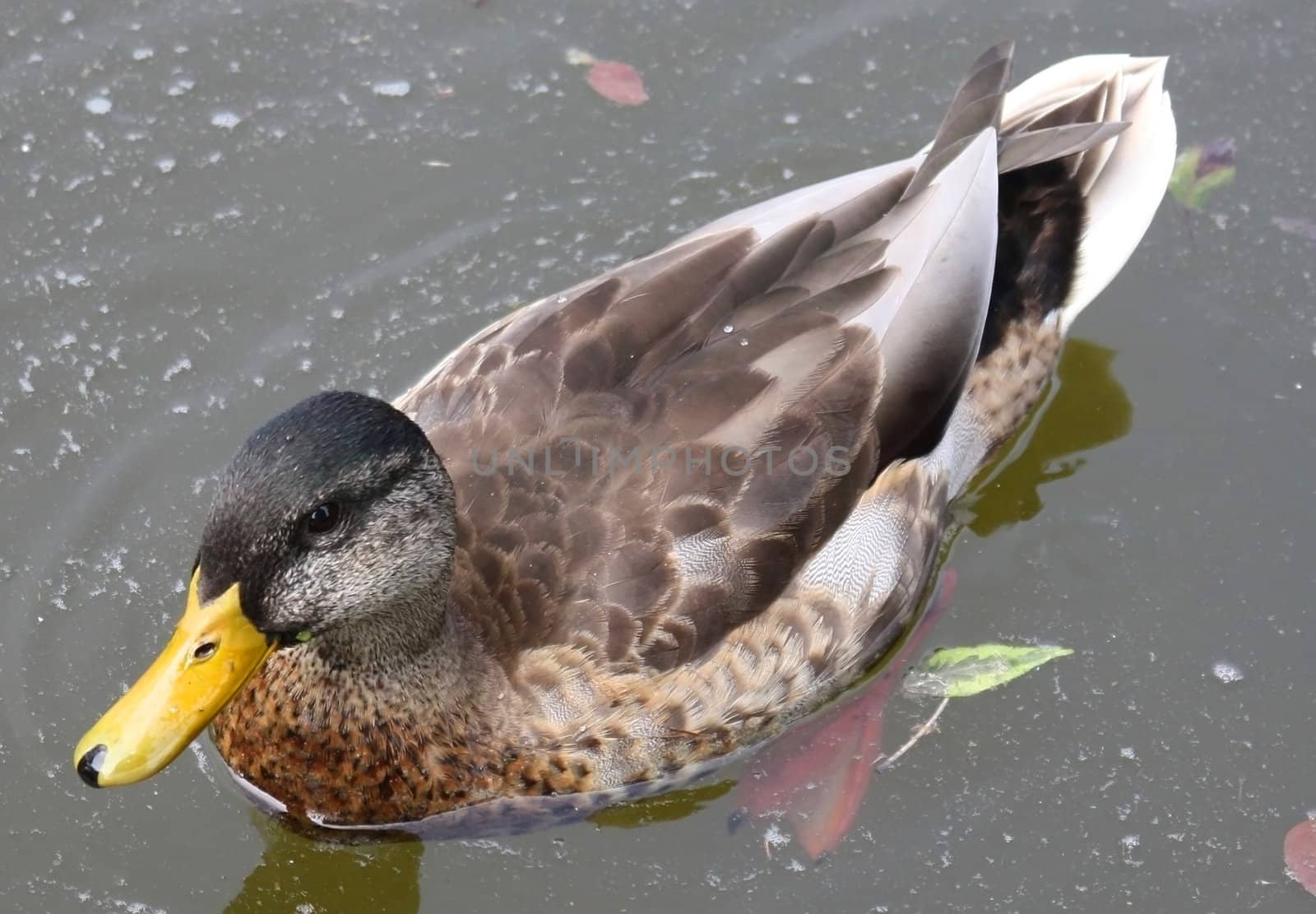 This image shows a portrait from a duck
