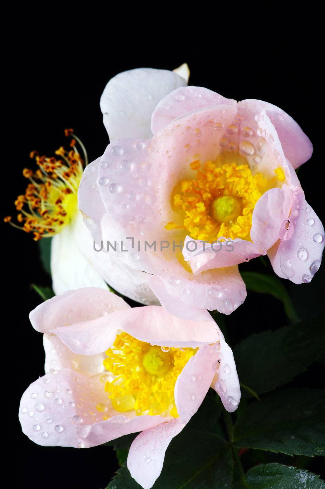 pink flowers of a dog-rose with water dorps on black background