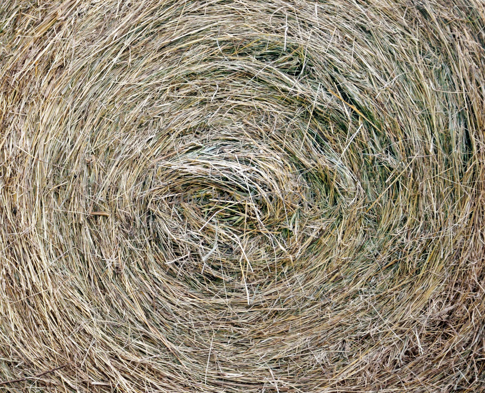 This image shows a closeup view from bale of straw