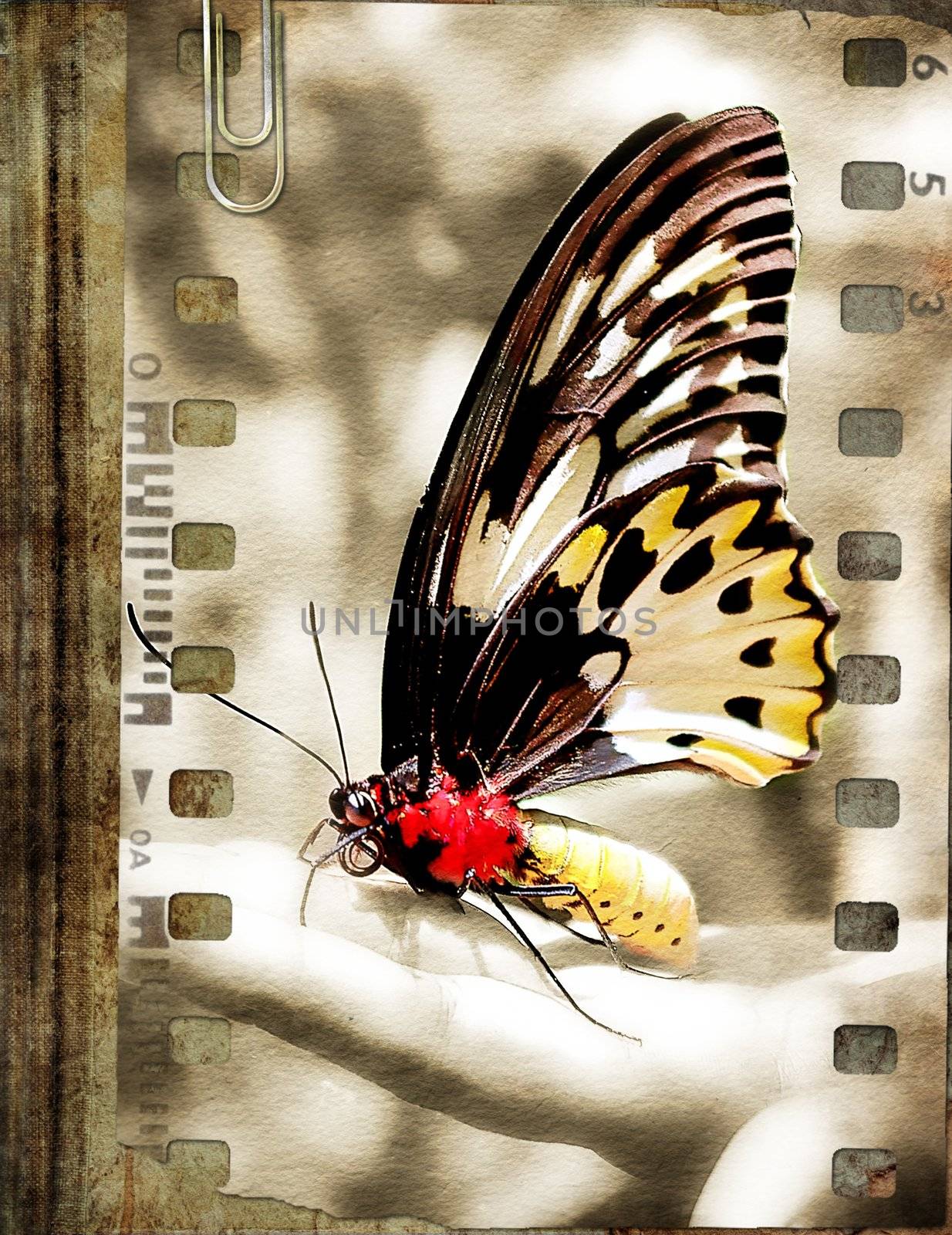 vintage book cover with butterfly film strip