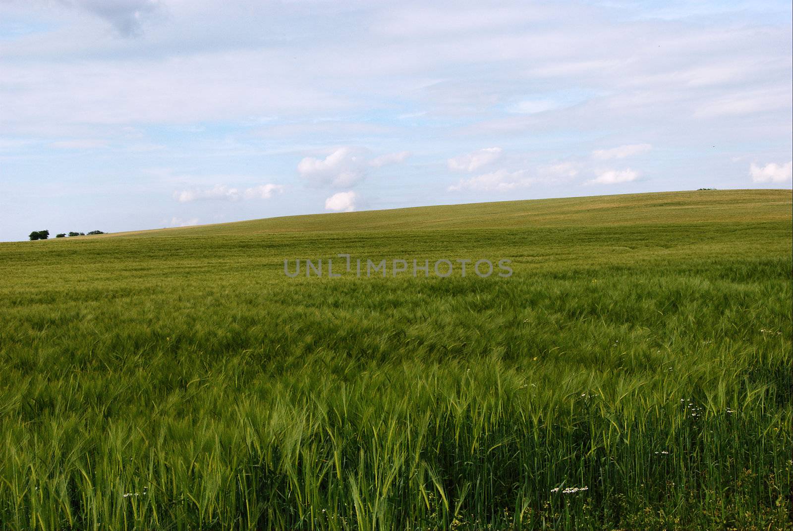 a field of barley in Kent ,uk