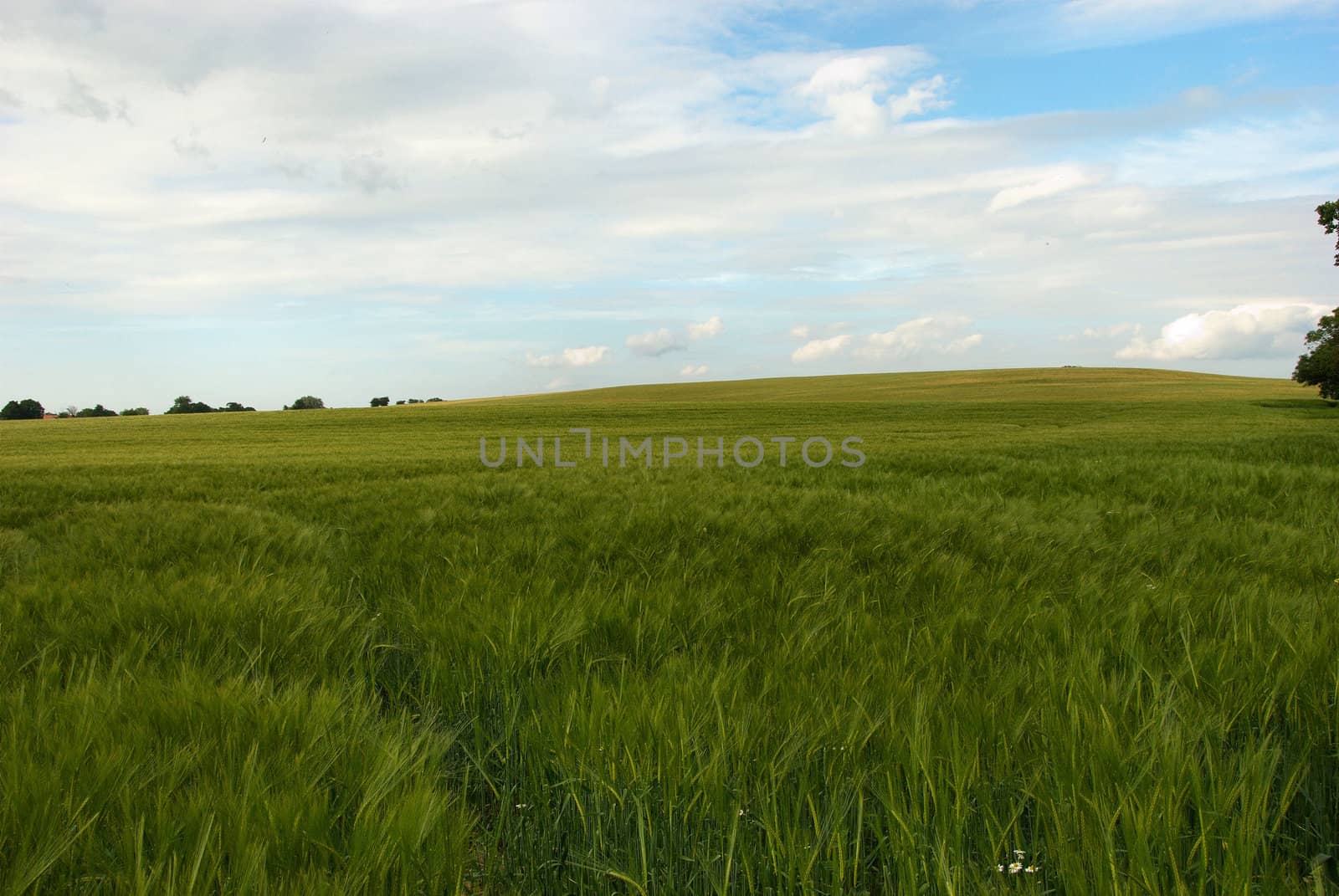 a field of barley in kent,uk.
