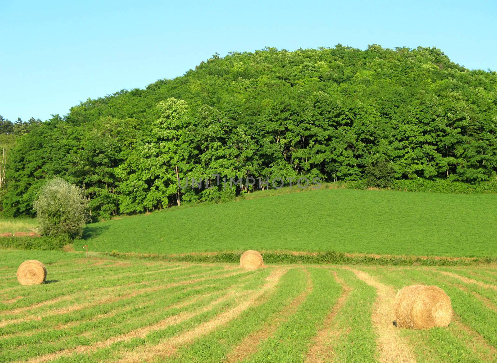 Field of cutted grass with three sheaves of hay