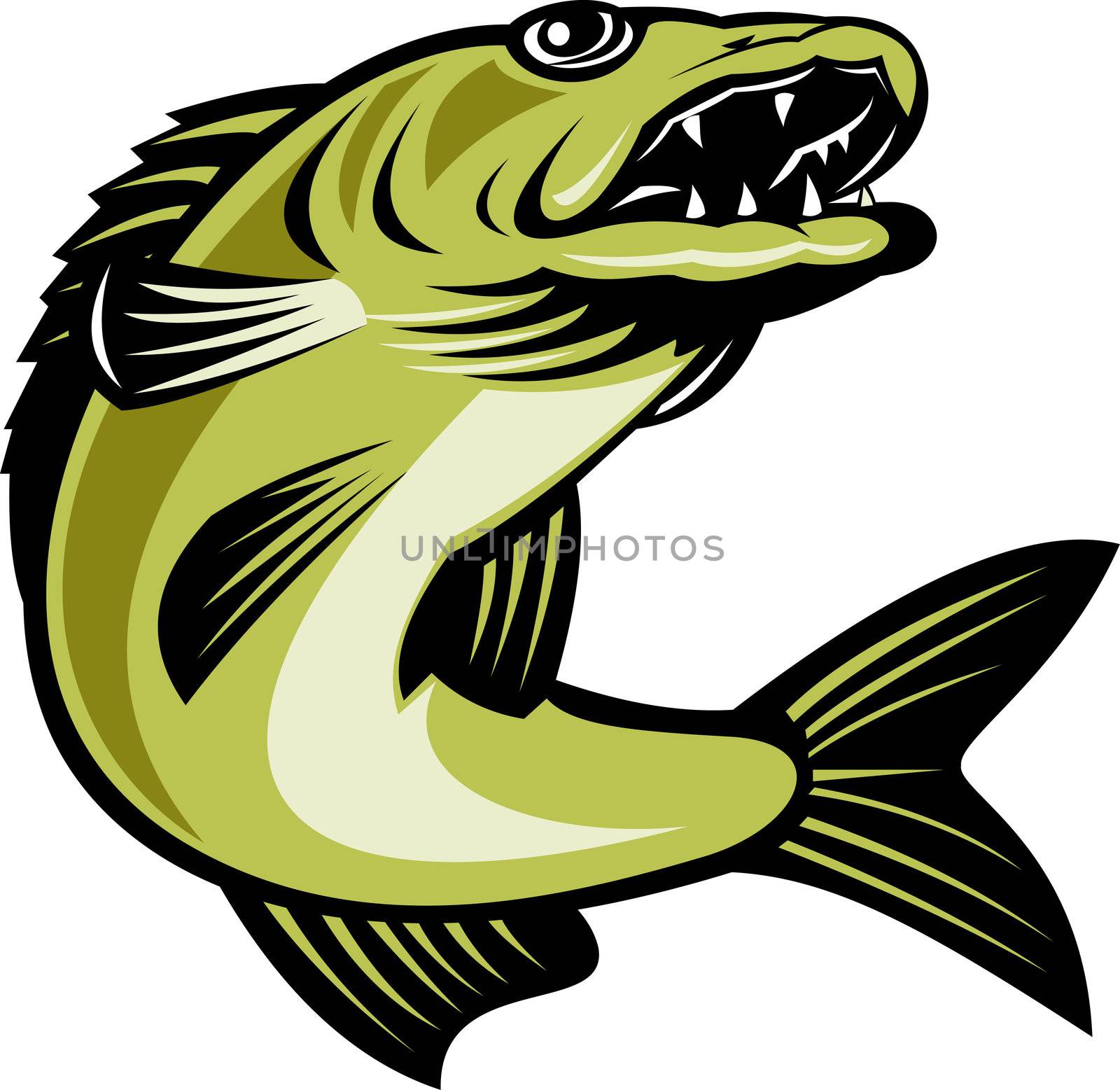 retro illustration of a walleye fish jumping isolated on white