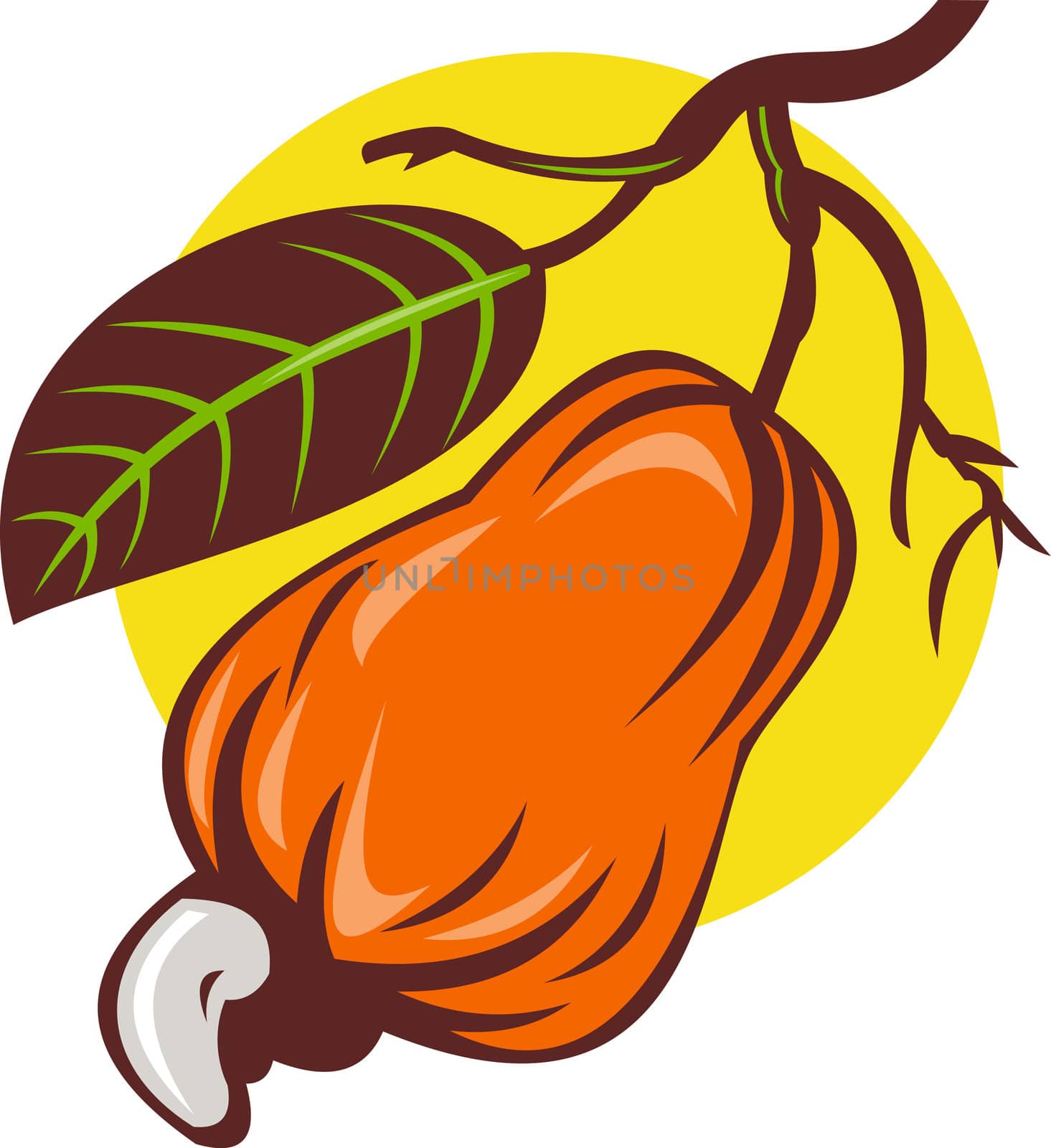 illustration of a cashew nut and fruit with leaf done in retro woodcut style isolated on white