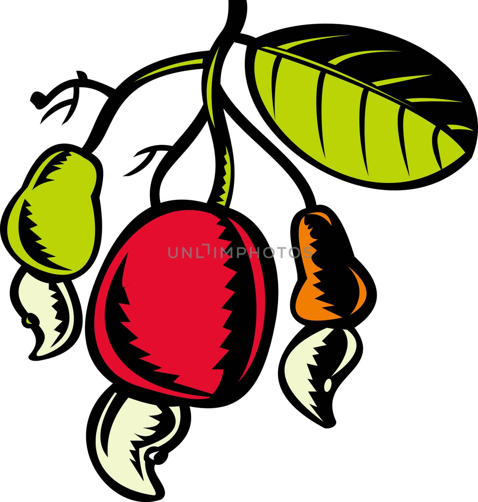 illustration of a cashew nut and fruit with leaf done in retro woodcut style isolated on white