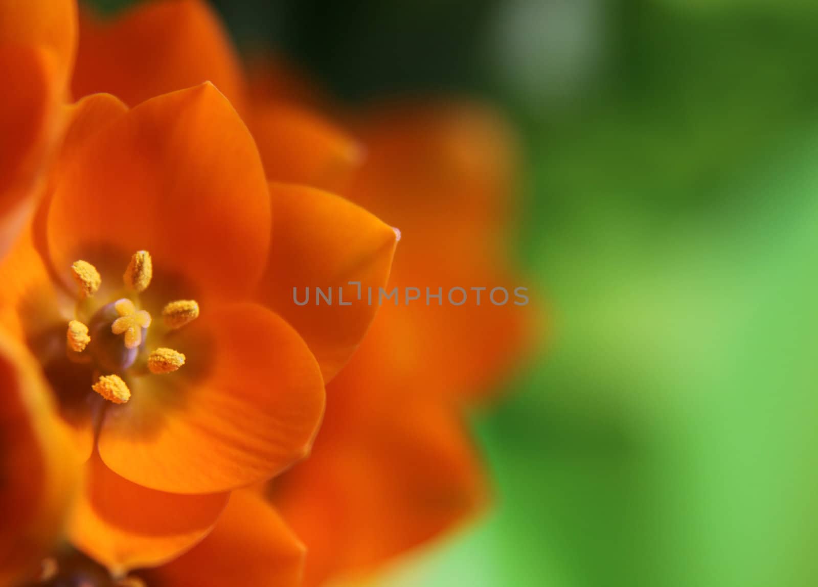 A close-up of an Orange Star flower. (ornithogalum dubium )  Shot with a shallow depth of field.
