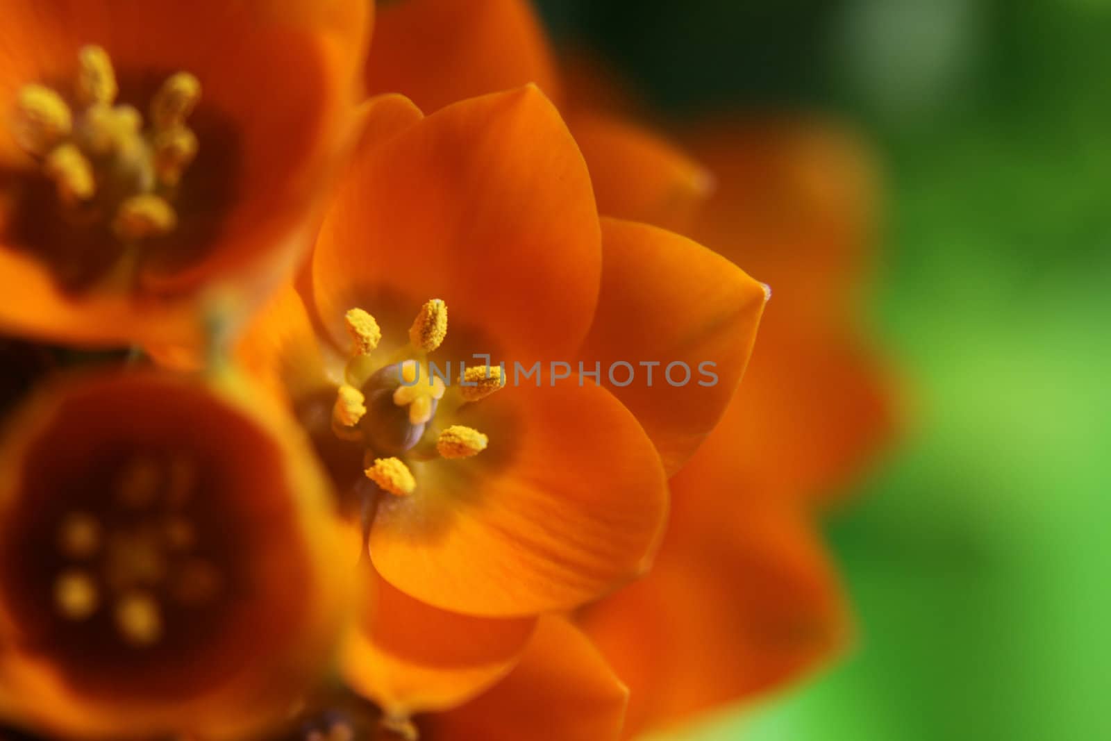 Orange Star Bouquet
 by ca2hill
