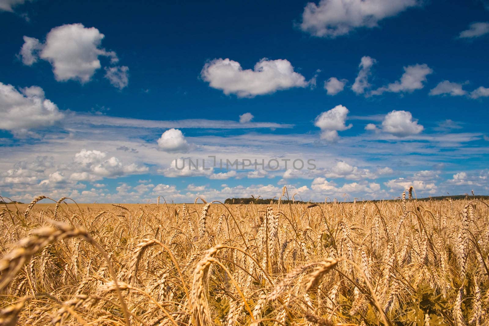 Field of wheat  by igor_stramyk