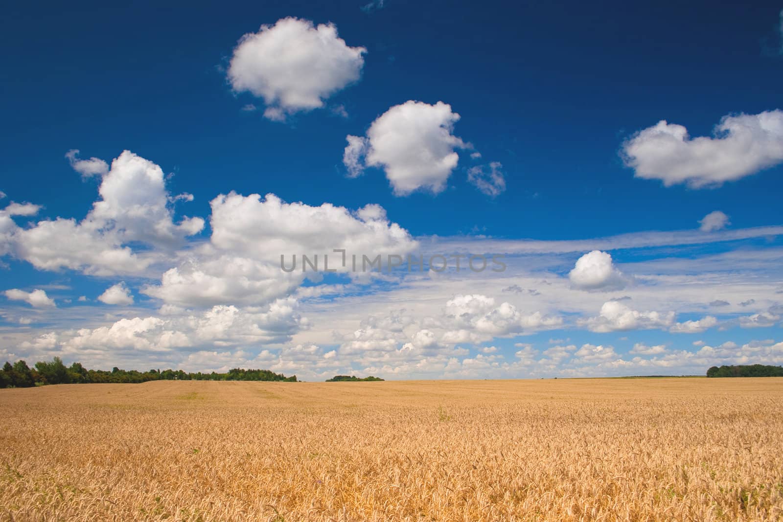 Beautiful field of ripe wheat under blue cloudy sky
