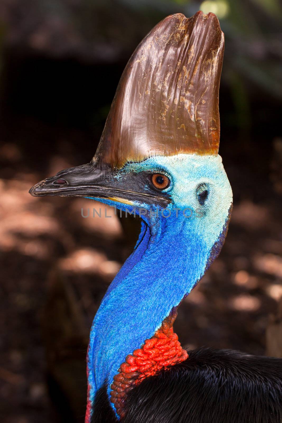 A profile portrait of the massive flighless bird, the Cassowary, in Queensland, Australia