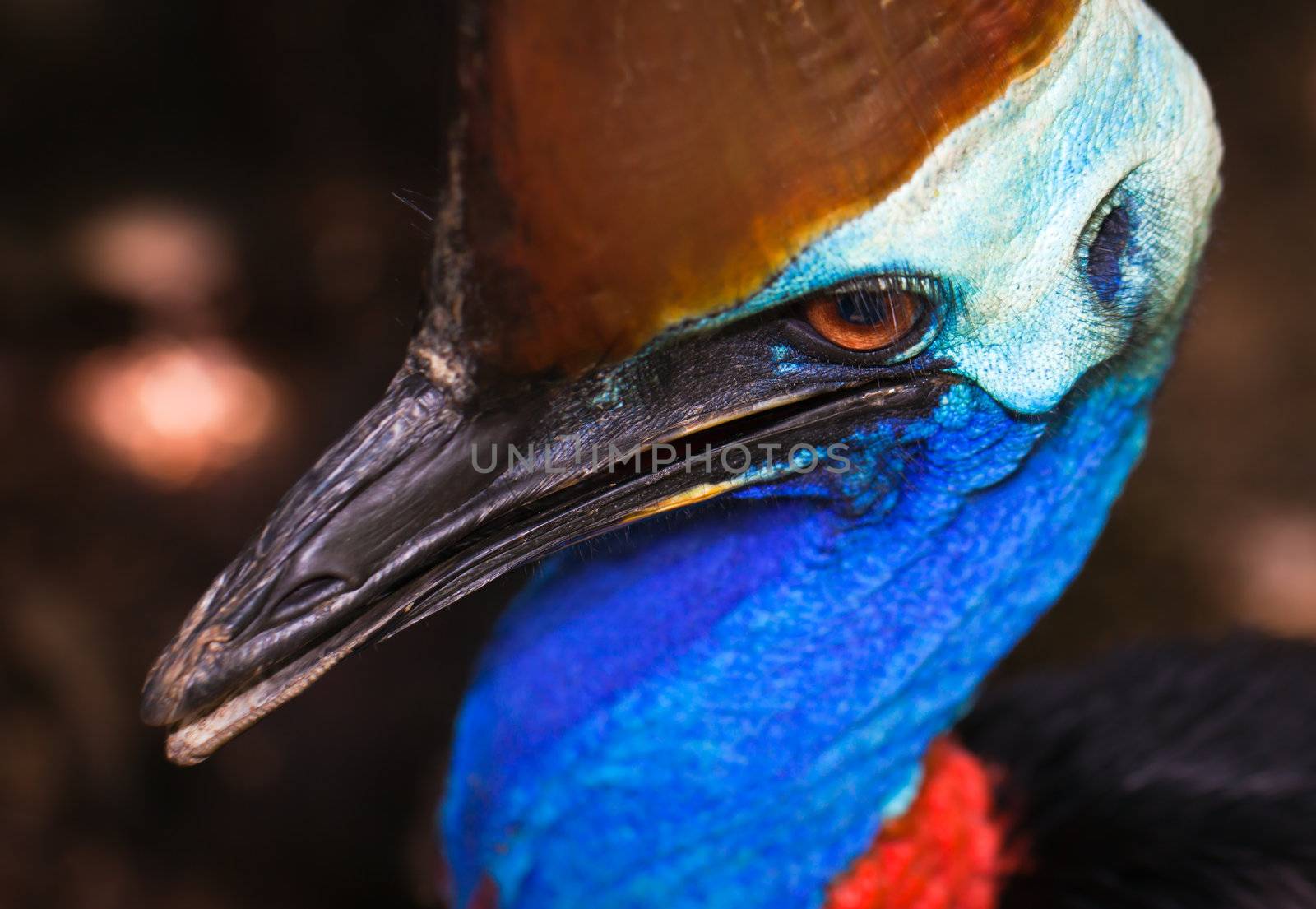 A close-up portrait of the massive flightless bird, the Cassowary, in Queensland, Australia