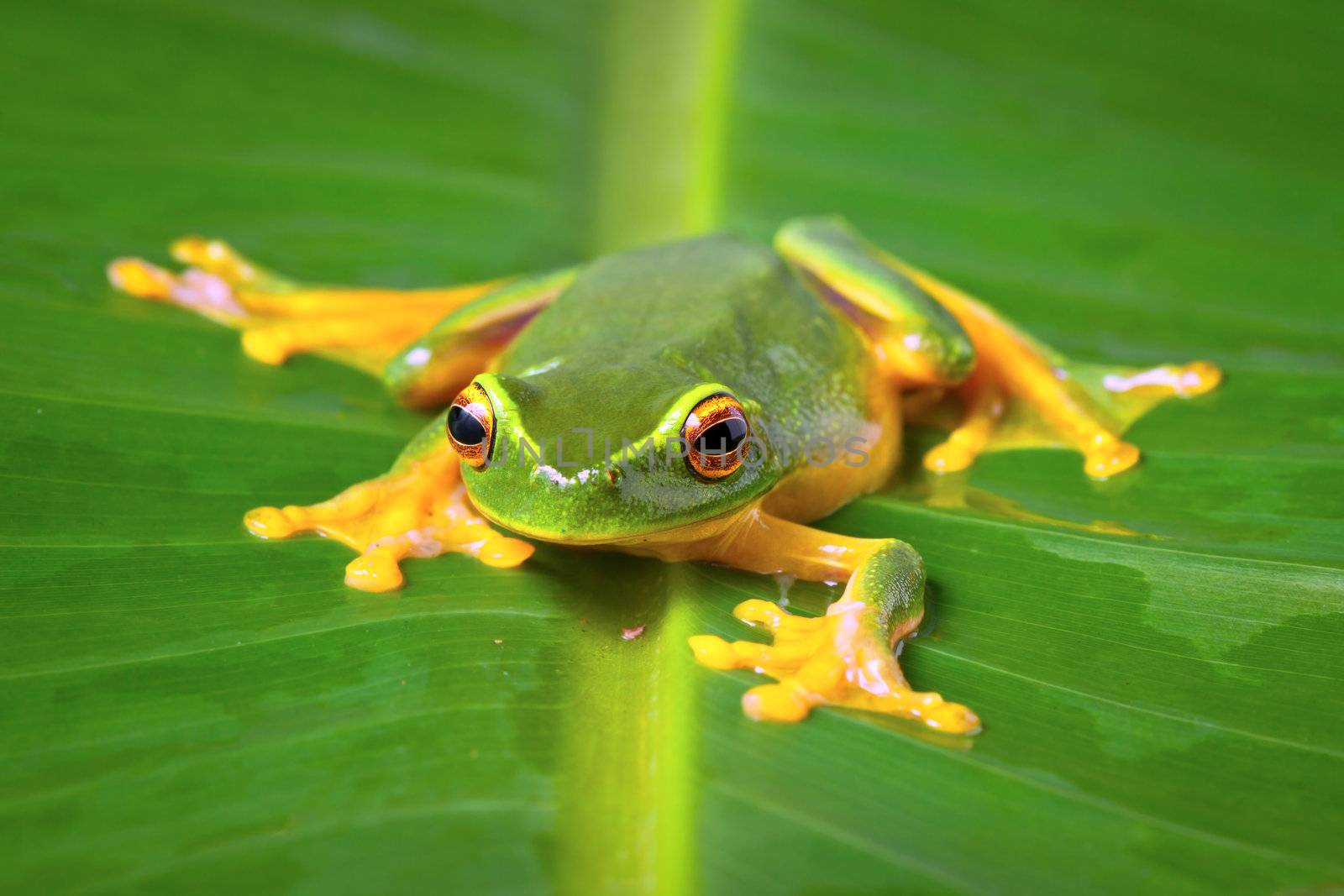 Beautiful green frog sitting on leaf by Jaykayl