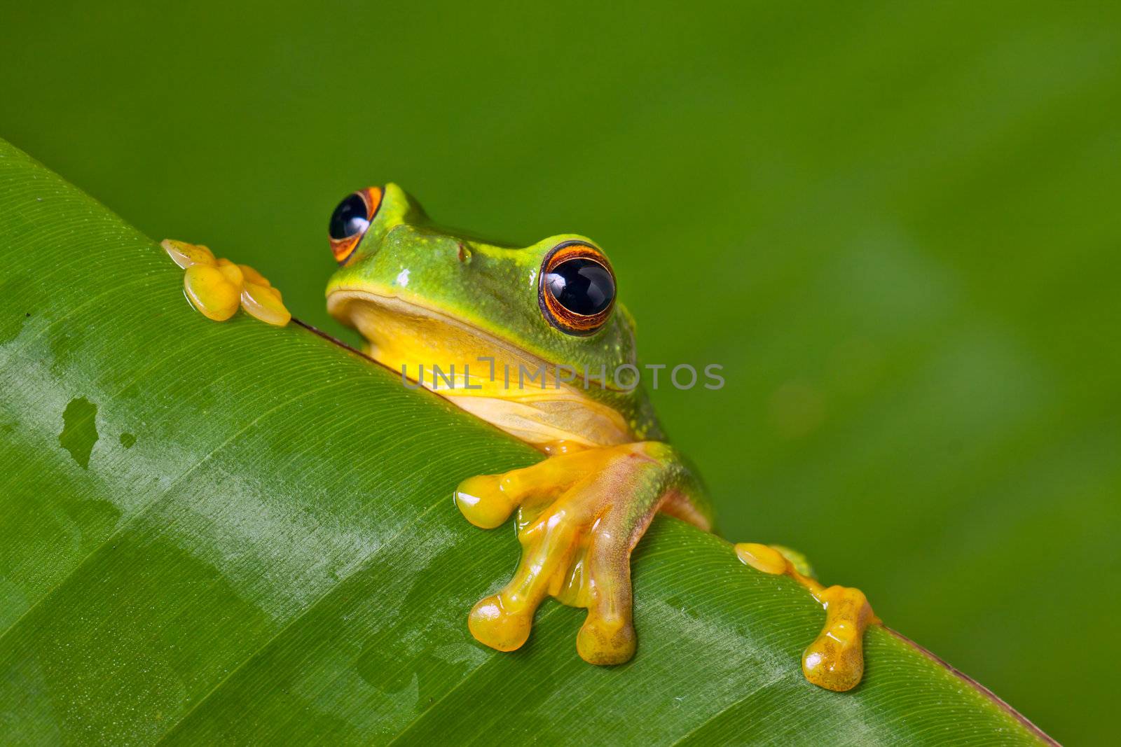 Cute colorful frog peeking over a leaf by Jaykayl