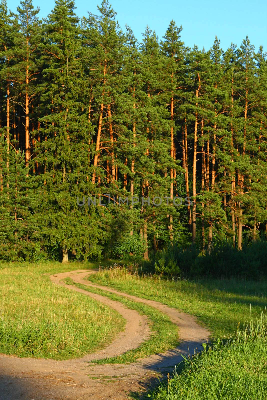 A rural road entering the forest during sunny day