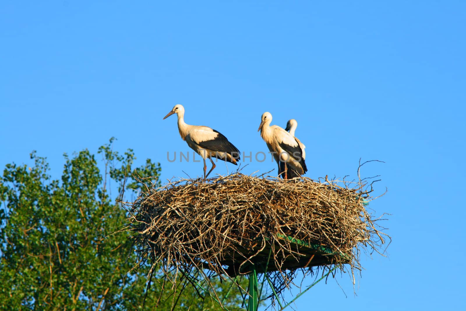 Stork family at nest on the blue background
