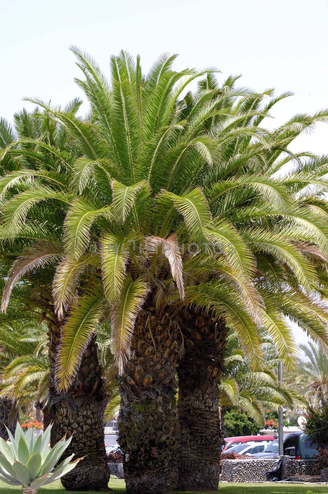 Palms by cfoto